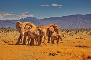 Animal Preserve Prints: Red Elephant family, Tsavo West National Park, Africa