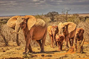 Animal Preserve Prints: Red Elephant family, Tsavo West National Park, Africa