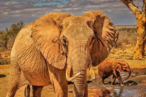 Animal Preserve Prints: Red Elephant family, Tsavo West National Park, Africa