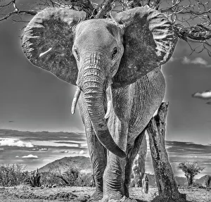 Scratching Prints: Red Elephant scratching, Tsavo West National Park, Africa