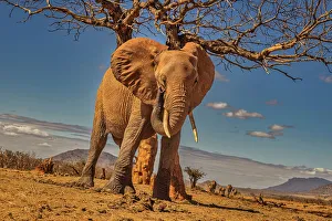 Scratching Prints: Red Elephant scratching, Tsavo West National Park, Africa
