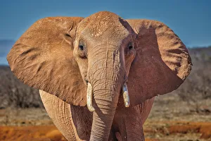 John Ford Prints: Red elephant, Tsavo National Park