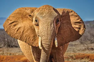 Animal Preserve Prints: Red Elephant, Tsavo West National Park, Africa