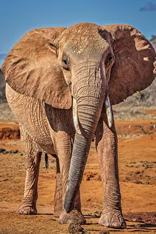 Animal Preserve Prints: Red Elephant, Tsavo West National Park, Africa