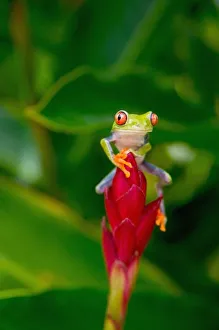 Cling Prints: Red-eye tree frog, Costa Rica