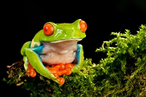 Red Eye Prints: Red Eye Treefrog, Agalychnis callidryas, Native to Central America