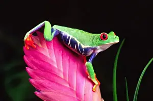 Tree Frog Prints: Red Eye Treefrog on Bromeliad, Agalychinis callidryas, Native to Central America