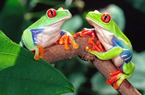 Tree Frog Prints: Red Eye Treefrog Pair, Agalychinis callidryas, Native to Central America