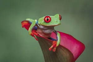 Amphibian Prints: Red-eyed tree frog