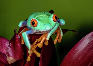Frog Prints: Red-eyed tree frog