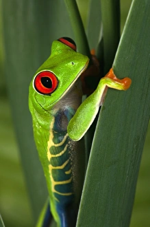 Images Dated 4th July 2010: Red eyed tree frog, Agalychnis callidryas