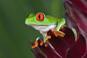 Images Dated 4th July 2010: Red eyed tree frog, Agalychnis callidryas