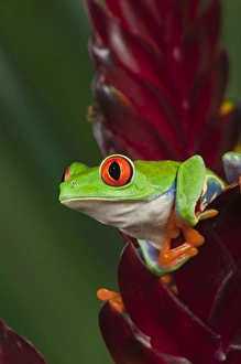 Images Dated 4th July 2010: Red eyed tree frog, Agalychnis callidryas