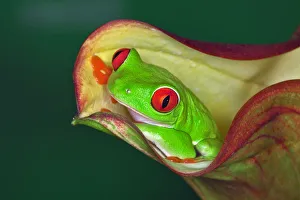 Images Dated 12th July 2010: Red-eyed Tree Frog, Agalychnis callidryas