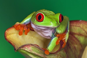 Images Dated 12th July 2010: Red-eyed Tree Frog, Agalychnis callidryas