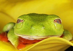 Images Dated 29th May 2011: Red-eyed Tree Frog, Agalychnis callidryas