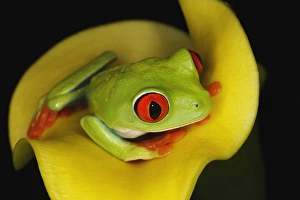 Images Dated 29th May 2011: Red-eyed Tree Frog, Agalychnis callidryas