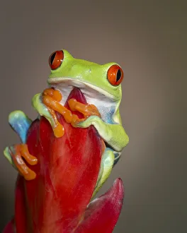 Images Dated 30th April 2016: Red-eyed tree frog, Agalychnis callidryas, captive, controlled conditions
