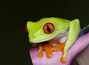 Images Dated 30th April 2016: Red-eyed tree frog, Agalychnis callidryas, captive, controlled conditions