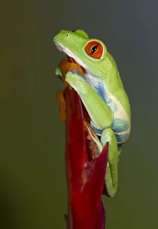 Images Dated 30th April 2016: Red-eyed tree frog, Agalychnis callidryas, captive, controlled conditions