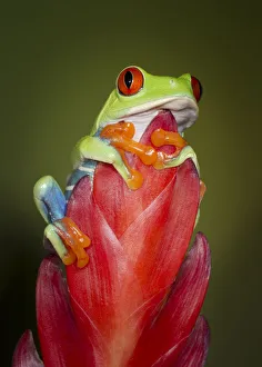 Pet Trade Prints: Red-eyed tree frog, Agalychnis callidryas, captive, controlled conditions