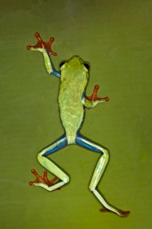 Images Dated 7th November 2010: Red-Eyed Tree Frog (Agalychnis callidryas)