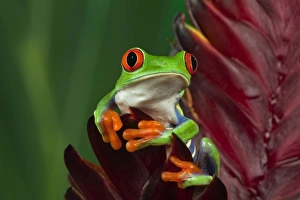 Images Dated 4th July 2010: Red-Eyed Tree Frog (Agalychnis callidryas)