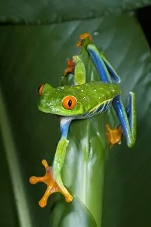 Images Dated 7th December 2007: Red-eyed Tree Frog (Agalychnis callidryas) Costa Rica. (Not available for Textbook