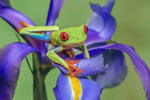 Red-eyed tree frog climbing on iris flower