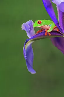 Red-eyed tree frog climbing on iris flower