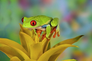 Images Dated 15th September 2024: Red-eyed tree frog resting on yellow bromeliad flower plant