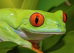 Images Dated 15th September 2024: Red-eyed tree frog resting on yellow bromeliad flower plant