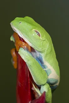 Pet Trade Prints: Red-eyed tree frog showing extra eyelid, Agalychnis callidryas, captive, controlled
