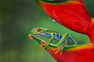 South America Prints: Red-eyed Treefrog, Costa Rica