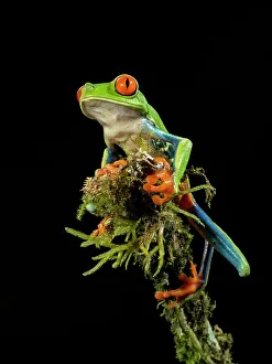 Images Dated 2022 August: Red-eyed Treefrog, Costa Rica, Central America
