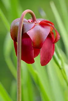 Red flower of the Pitcher plant (sarracenia rubra), a carnivorous plant