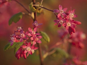 Images Dated 19th April 2009: Red-flowering currant on shore of Puget Sound, Fort Worden State Park, Port Townsend, WA