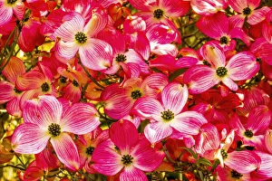 Red flowering dogwood tree blooming. Native to North America