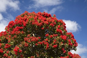 Australia Prints: Red Flowering Gum Tree, Marrawah, North Western Tasmania, Australia
