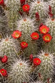 Spiny Prints: Red flowers of claret cup cactus bloom in spring near Hurricane Utah