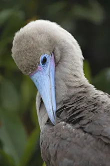 Marine Bird Prints: Red-footed booby nestling. Genovesa Island, Galapagos Islands, Ecuador