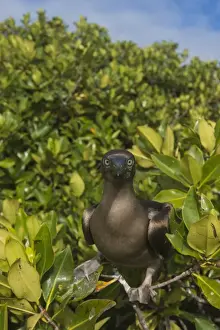 Images Dated 14th December 2014: Red-footed Booby (Sula sula websteri) juvenile GALAPAGOS ISLANDS