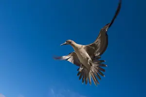 Images Dated 14th December 2014: Red-footed Booby (Sula sula websteri) juvenile GALAPAGOS ISLANDS
