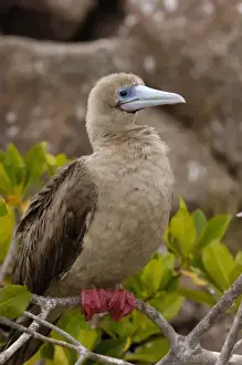 Images Dated 30th July 2007: Red-footed booby (Sula sula websteri) sitting on a branch, Tower (Genovesa) Island