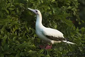 Sula Sula Prints: Red-footed Booby (Sula sula) white morph in Ziricote trees (Cordia dodecandra), Halfmoon