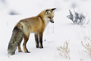 Red Fox