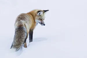 Images Dated 12th September 2018: Red fox, intently listening for a potential meal beneath the snow