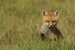 Images Dated 10th May 2006: Red Fox Kit