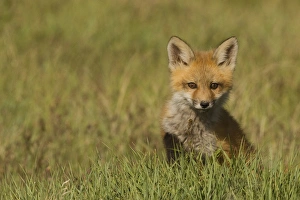 Images Dated 10th May 2006: Red Fox Kit