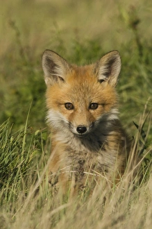 Images Dated 10th May 2006: Red Fox Kit